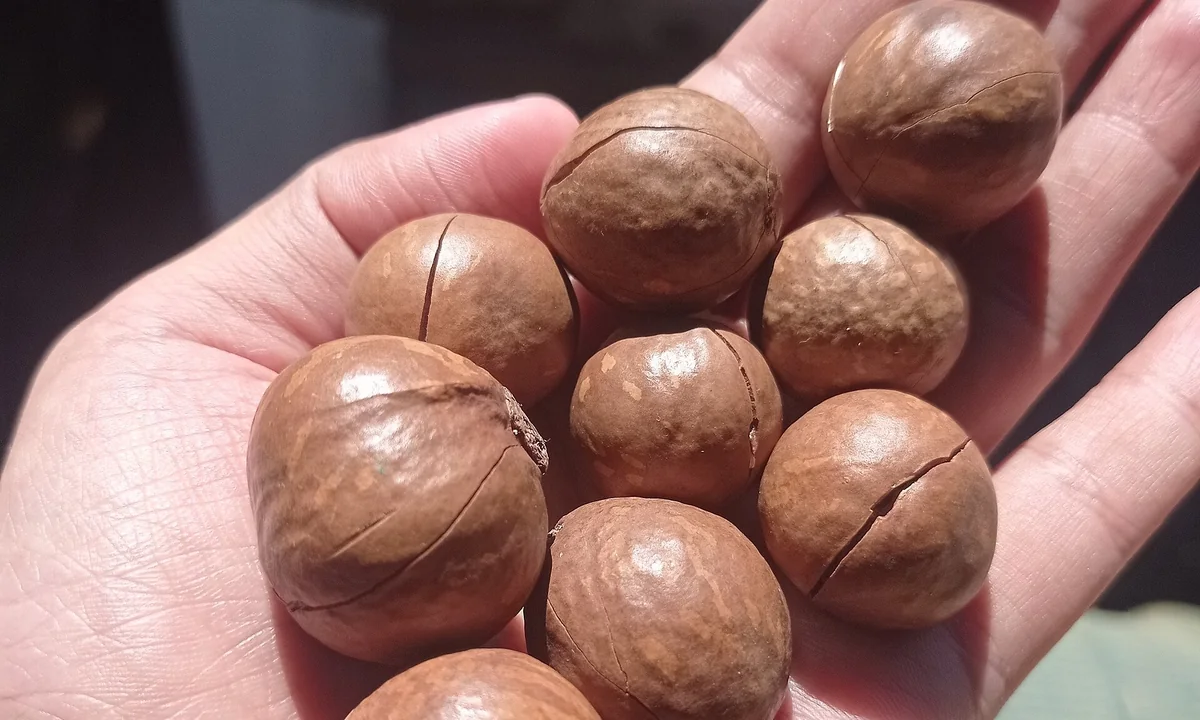 Macadamia nuts