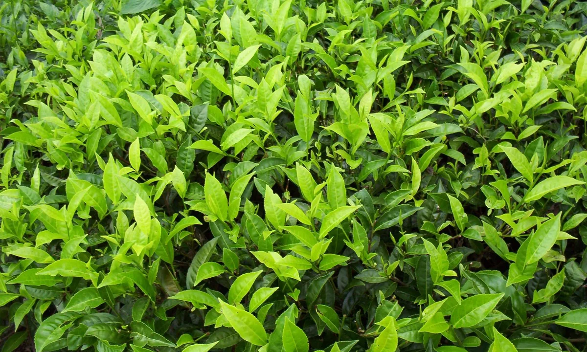 Fresh tea leaves on the bush